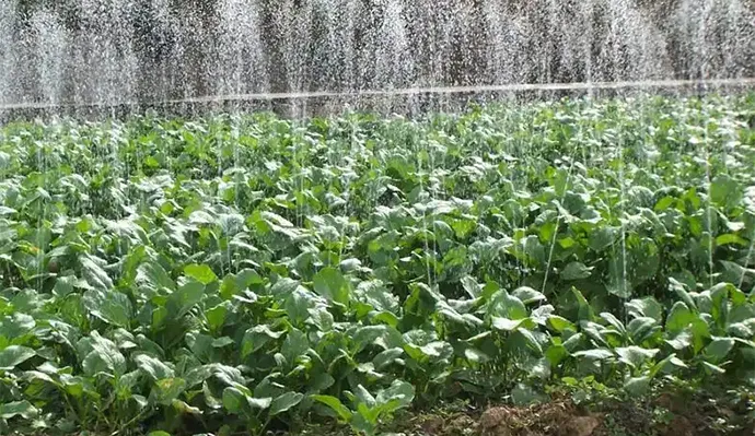 Practical Case of Agricultural Irrigation Project for Medicinal Herb Planting Practical Case of Agricultural Irrigation Project for Medicinal Herb Planting