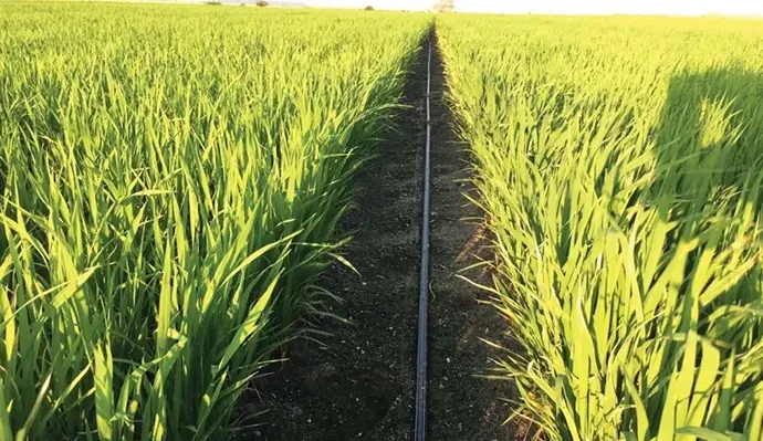 Helping the Hebei Provincial Government in China with its farmland transformation project Helping the Hebei Provincial Government in China with its farmland transformation project