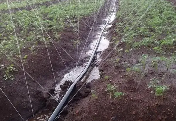 Practical Case of Agricultural Irrigation Project for Medicinal Herb Planting