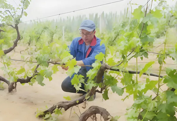 Drip Irrigation Project for Grape Cultivation in Hami Prefecture, Xinjiang Uygur Autonomous Region