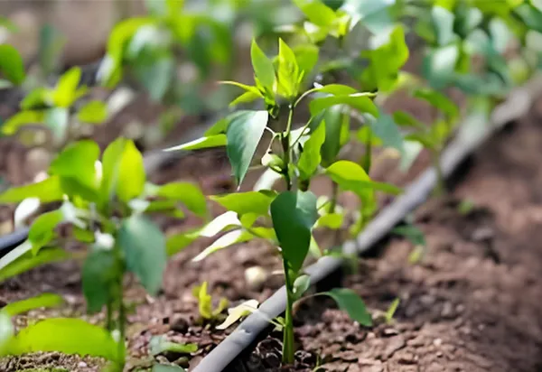 Drip Irrigation Project for Orange Orchards in the Nile Delta, Egypt