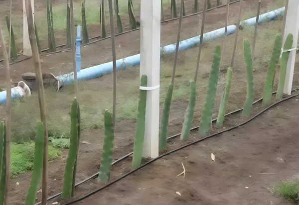 Drip Irrigation Project for Dragon Fruit in Johor, Malaysia