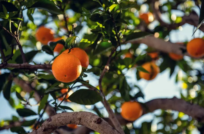 Drip Irrigation Project for Orange Orchards in the Nile Delta, Egypt Drip Irrigation Project for Orange Orchards in the Nile Delta, Egypt