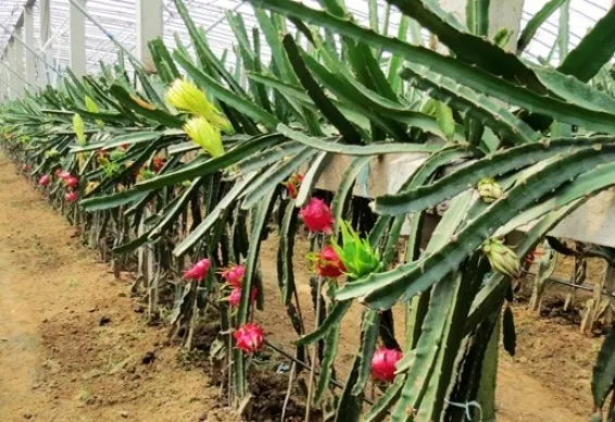 Drip Irrigation Project for Dragon Fruit in Johor, Malaysia