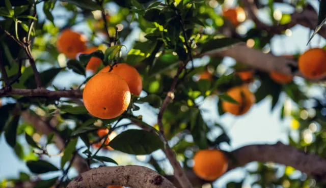 Drip Irrigation Project for Orange Orchards in the Nile Delta, Egypt