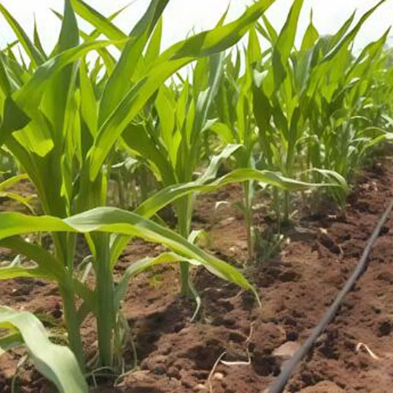 Top Drip Irrigation System Suppliers in China