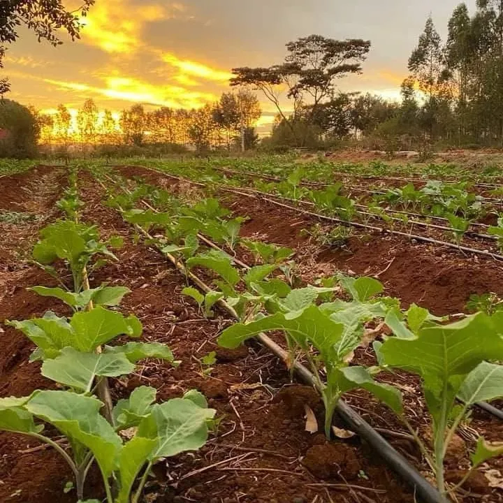 How Suppliers Can Help You Design a Customized Drip Irrigation System