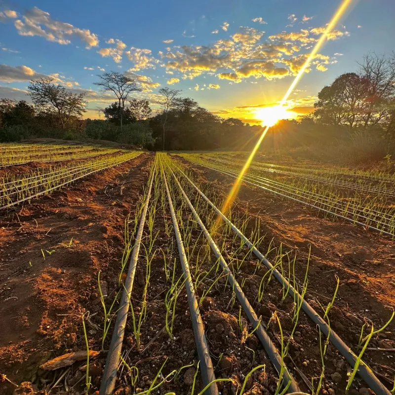 Benefits of Using Drip Irrigation Tape in Agriculture and Gardening