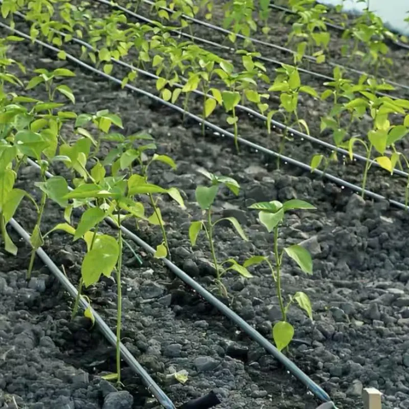 What Are the Best Practices for Laying and Securing Drip Tape?