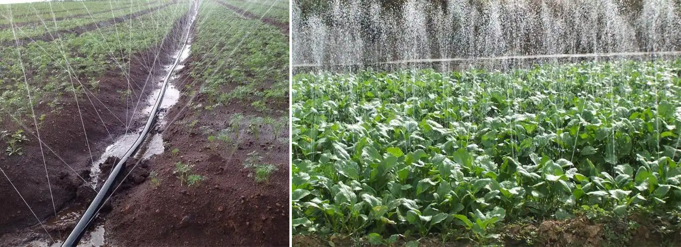 Practical Case of Agricultural Irrigation Project for Medicinal Herb Planting