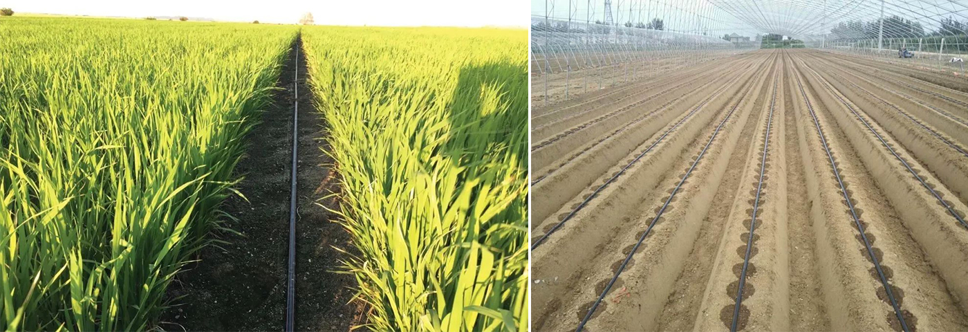 Helping the Hebei Provincial Government in China with its farmland transformation project