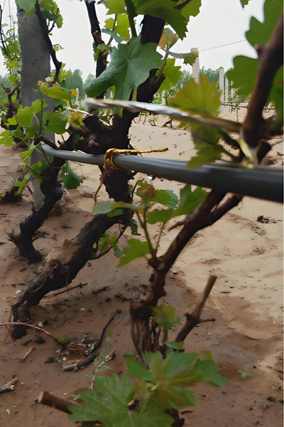 Drip Irrigation Project for Grape Cultivation in Hami Prefecture, Xinjiang Uygur Autonomous Region