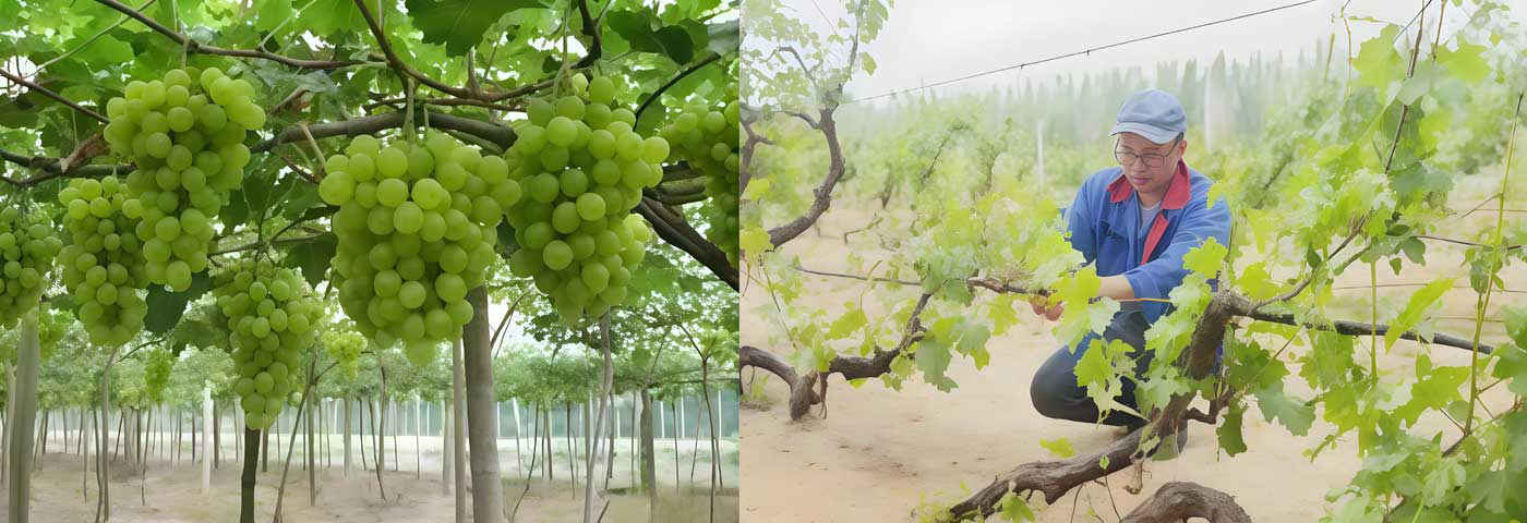 Drip Irrigation Project for Grape Cultivation in Hami Prefecture, Xinjiang Uygur Autonomous Region