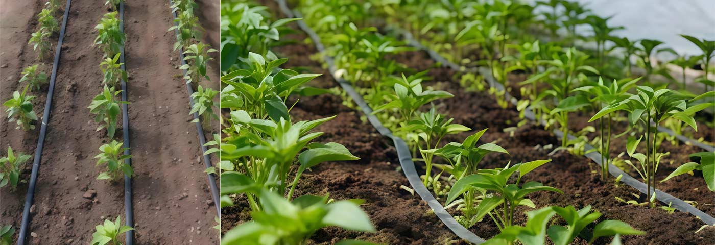 Drip Irrigation Project for Chili Pepper Cultivation in Long An Province, Vietnam