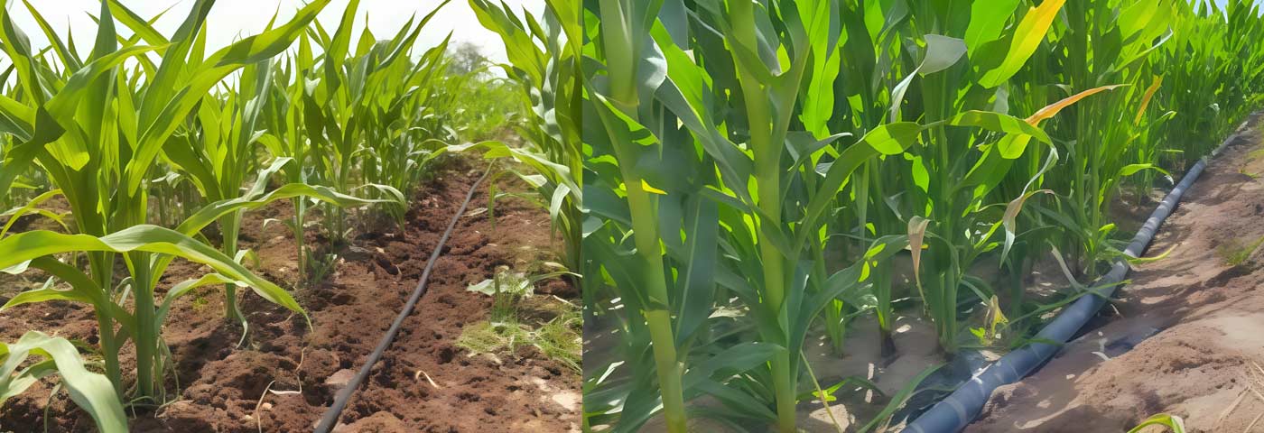 Drip Irrigation Project for Sweet Corn in Nakhon Ratchasima Province, Thailand