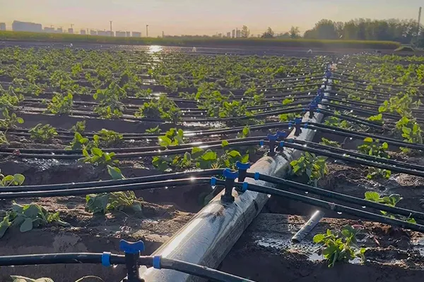 How to Choose 16mm Drip Tape for Different Crops