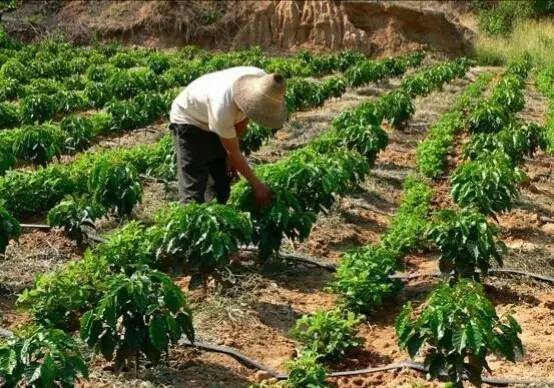 Technical Proposal for Precision Irrigation System, Kerchanshe Coffee, Ethiopia