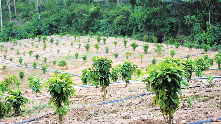 Technical Proposal for Precision Irrigation System, Kerchanshe Coffee, Ethiopia