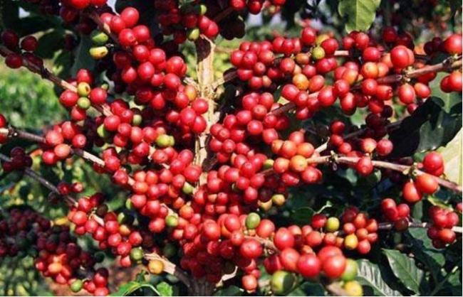 Technical Proposal for Precision Irrigation System, Kerchanshe Coffee, Ethiopia