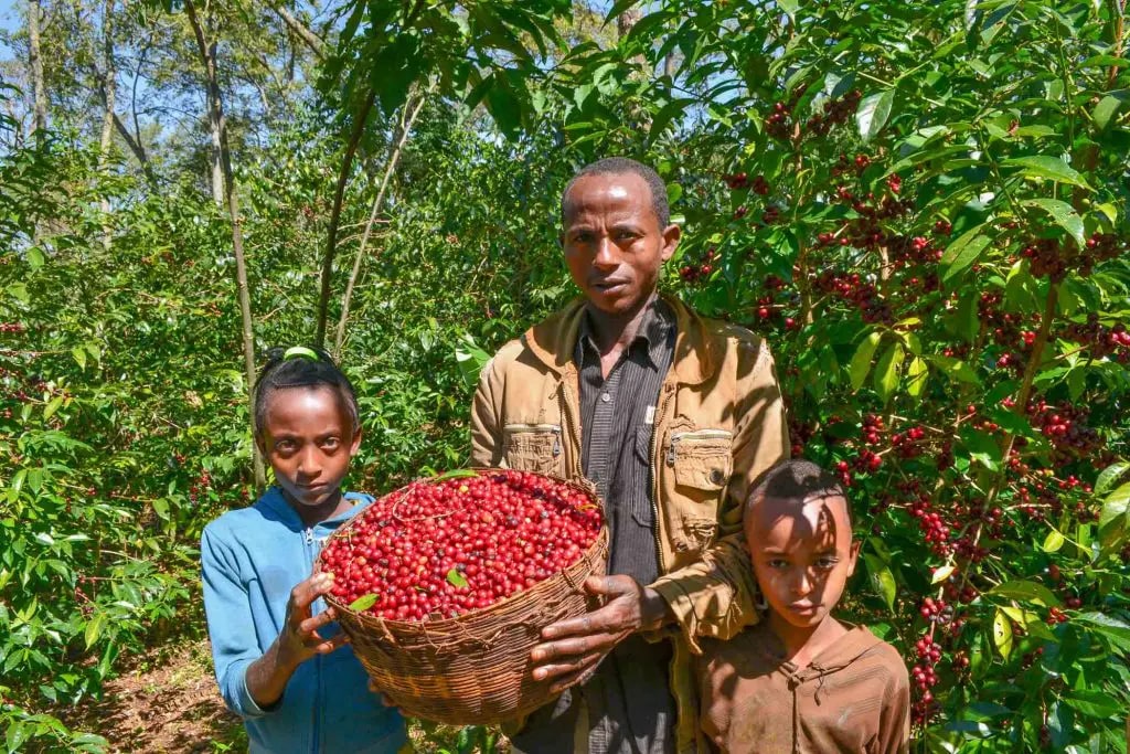 Technical Proposal for Precision Irrigation System, Kerchanshe Coffee, Ethiopia
