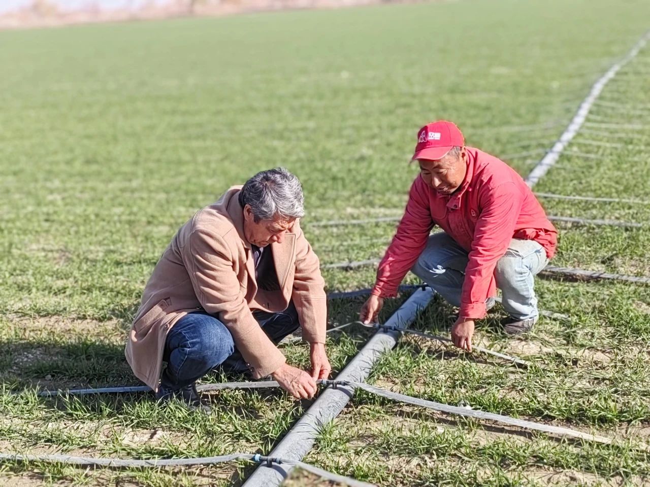 Technical Proposal for a Water-Efficient Irrigation System for a 187.5-Hectare Wheat Farm in Iraq