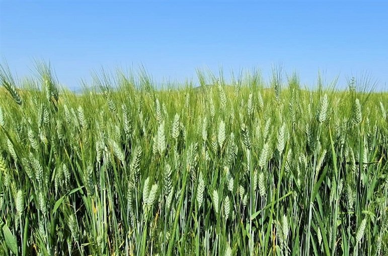 Technical Proposal for a Water-Efficient Irrigation System for a 187.5-Hectare Wheat Farm in Iraq