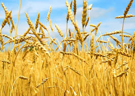 Technical Proposal for a Water-Efficient Irrigation System for a 187.5-Hectare Wheat Farm in Iraq