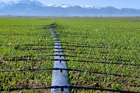 Technical Proposal for a Water-Efficient Irrigation System for a 187.5-Hectare Wheat Farm in Iraq