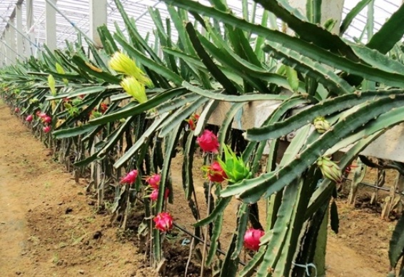 Drip Irrigation Project for Dragon Fruit in Johor, Malaysia