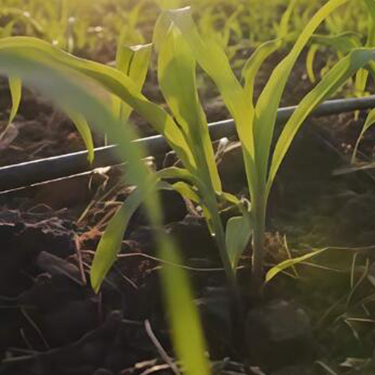 Benefits of Buying from Reputable Drip Irrigation System Suppliers