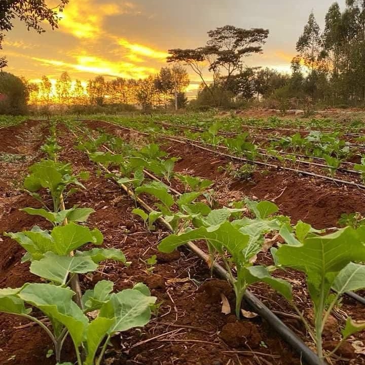 How Suppliers Can Help You Design a Customized Drip Irrigation System