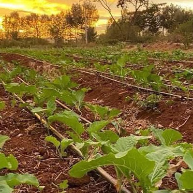 How Suppliers Can Help You Design a Customized Drip Irrigation System