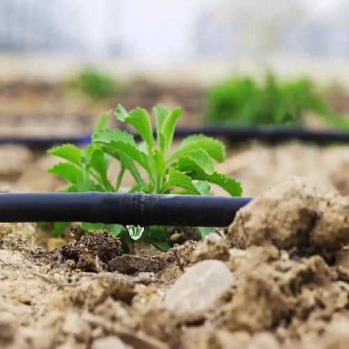 Complete Guide to Drip Irrigation Systems